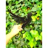 Colibri negro 33x36