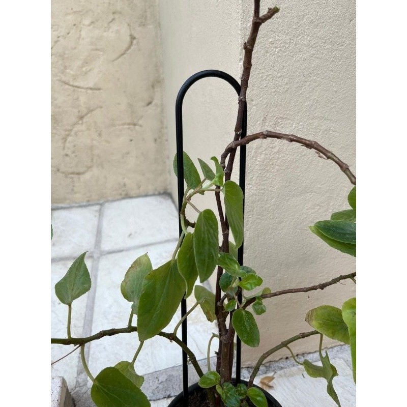 Tutor pincho soporte plantas U 80cm. negro-1-chapadeco.com