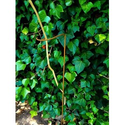 Tutor pincho soporte plantas U 115cm oxido