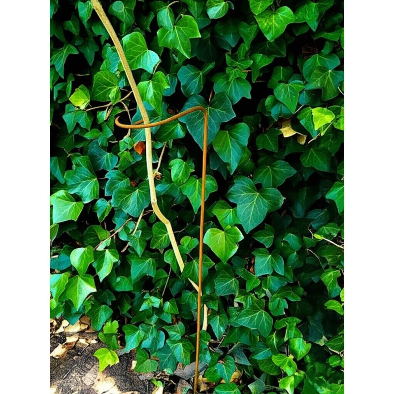 Tutor pincho soporte plantas U 115cm oxido