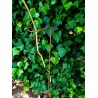 Tutor pincho soporte plantas U 115cm oxido