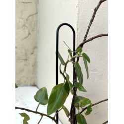 Tutor pincho soporte plantas U 80cm. negro