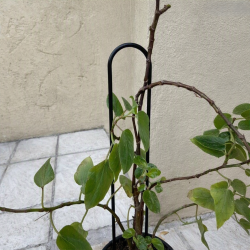 Tutor pincho soporte plantas U 80cm. negro - 1
